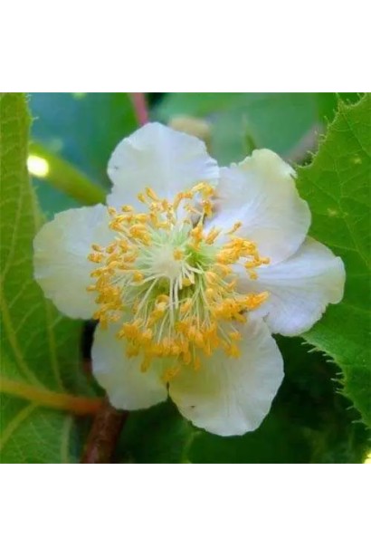 Квітка Актинідії